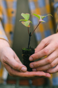 Tree Planting Services